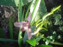 Orchid Iris 2