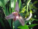 Orchid Iris
